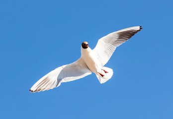 Wall Mural - Seagulls in flight against the sky