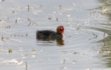 Wall Mural - Little duckling swims on the pond. Close-up