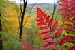 poison sumac leaves against a backdrop of woods