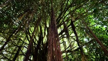 Old Massive Indian Banyan Tree With Aerial Prop Roots In Rainforest