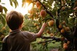 rear view of boy reaching to pick peach from tree on fruit farm