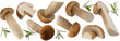 Boletus edulis, mushroom collection isolated png transparent. Cep, Porcini mushrooms with rosemary branch. Package design element.