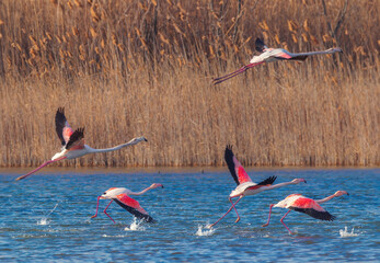 Wall Mural - Flamingos feeding food in a sea lake water. Flamingo flying in a sky.