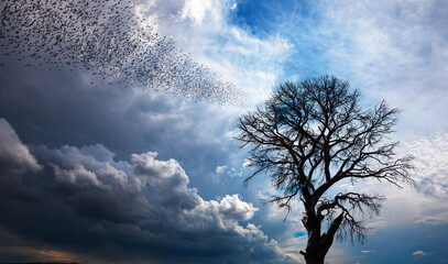 Poster - Silhouette of birds flying over lone dead tree with dramatic clouds at sunset
