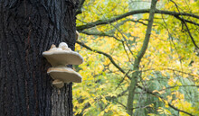 Mushrooms On A Tree Trunk And Autumn Foliage In A Park In Autumn