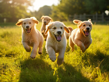 A Joyful Pack Of Puppies Happily Playing Together In A Picturesque Field Setting.