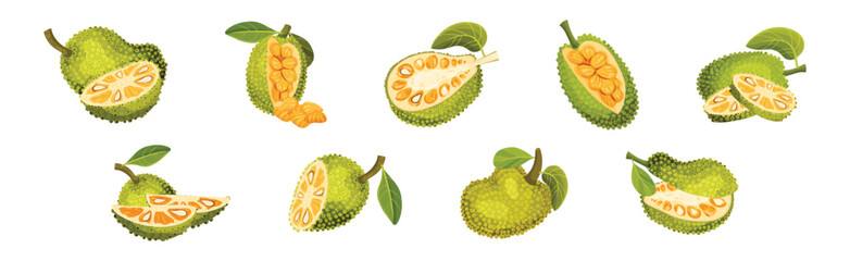 Poster - Ripe Bright Green Jackfruit with Seed Coat Vector Set