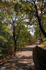 Wall Mural - The path is fenced and covered with leaves in the city recreation park