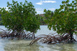 Red mangrove bush with stilt root arching above water surface.