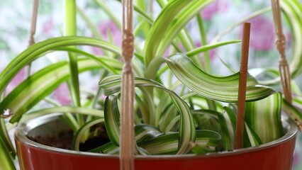 Poster - Chlorophytum plant in a pot at home close-up.