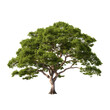 tree isolated from background