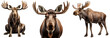 moose collection (portrait, standing, sitting), animal bundle isolated on a white background as transparent PNG