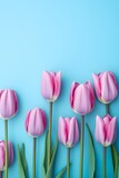 Fototapeta Tulipany - Pink spring tulip flowers on pastel blue background top view in flat lay style. Valentine's Day, Easter, Birthday, Happy Women's Day, Mother's.