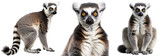ring tailed lemur collection (portrait, sitting, standing), animal bundle isolated on a white background as transparent PNG