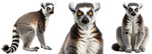 Ring Tailed Lemur Collection (portrait, Sitting, Standing), Animal Bundle Isolated On A White Background As Transparent PNG