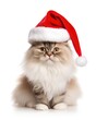 © Serhii - Cute Long-haired Maine Cat Wearing Santa Cap Isolated on White Background