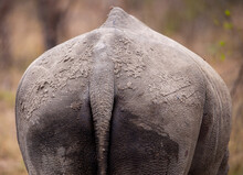Rhino Tail, South Africa