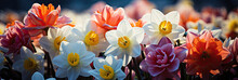 Sunny  Daffodils Flowers In A Garden In Spring