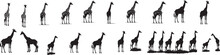 Set Of Giraffe Vector Silhouette