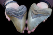 Two very large Megalodon Shark Teeth              
