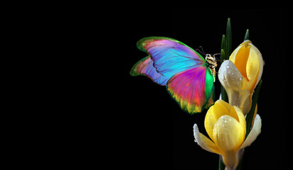 Aufkleber - colorful tropical morpho butterfly on yellow crocus flowers in water drops isolated on black. copy  space