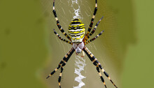 Wasp Spider Viewed From Up High Argiope Bruennichi Isolated On