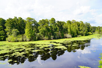 Canvas Print - Landscape of Hillsborough river at Lettuce lake park 