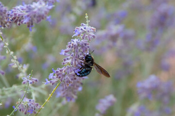 Poster - Black carpenter bee looking for pollen on purple colored flowers.