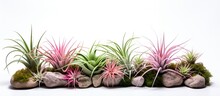 Tillandsia Without Soil With Water Sunlight And Airflow