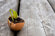 © Pam Walker - An image of a bean sprout growing in a recycled brown egg shell.
