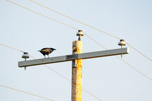 Raven Perched On A Power Pole Squawking Near A Roadway In Alberta Canada