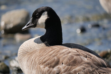 Canadian Goose standing on the beach at Porteau Cove Provincial Park, British Columbia, Canada