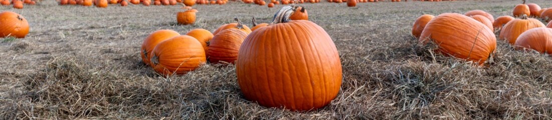 pumpkins in a pumpkin patch. autumn theme banner