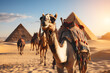Travel Scene Camels and Pyramids in Egypt.
