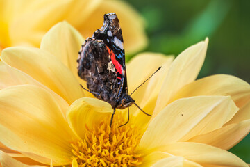 Wall Mural - Indian red admiral butterfly, Vanessa vulcania, collects nectar on a yellow flower closeup.