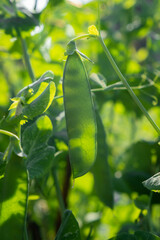 Poster - Growing peas outdoors and blurred background. Green pea pods in the vegetable garden close-up. 