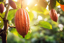 Close-up Of Cocoa Beans Growing On A Tree