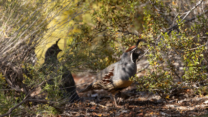 Wall Mural - A Gambel's quail family moves between the creosote bush and the snakeweed in the American Southwest desert setting. The male is in the light and a female in the shadows behind him.
