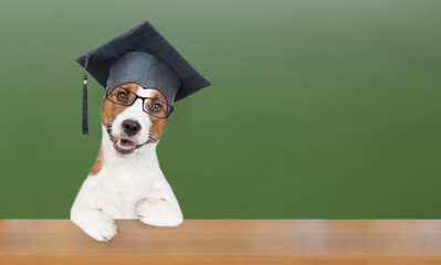 Poster - Smart jack russell terrier puppy wearing eyeglasses and graduation hat sits at school. Isolated on white background. Empty space for text