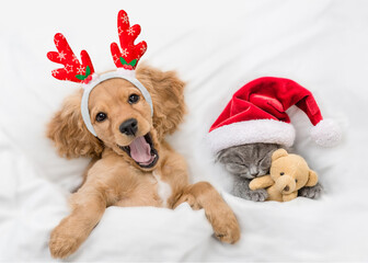 Poster - Yawning English Cocker spaniel puppy dressed like santa claus reindeer  Rudolf lying with cozy kitten under white blanket at home. Pets hugs toy bears. Top down view