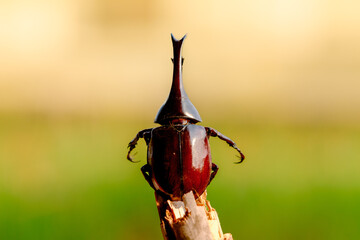 Back view of Rhinoceros beetle (Dynastinae) animal closeup (kumbang badak) 