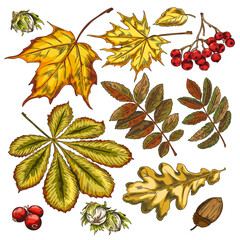 Wall Mural - Autumn forest hand drawn decor elements: leaves, berries, nuts, acorn.