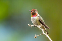Male Anna's Hummingbird In Fall Light