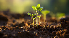 A Close-up View Of Three Young Plant Saplings Emerging From The Soil Under The Warm Sunshine.