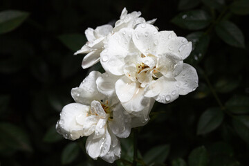 Wall Mural - flower petals in water drops after rain, roses in the garden 