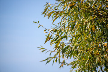  Nature, plants, landscape, summer nature.