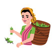 Tea Harvest with Indian Woman Gather Green Leaf in Basket on Plantation Vector Illustration