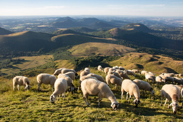 Wall Mural - troupeau de moutons sur le Puy-de-Dôme en Auvergne en été	