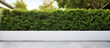 Green Hedges Surround A White Brick Wall And There Is A Concrete Pathway