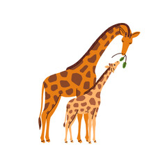 Poster - Giraffe family. Mother animal feeding cute funny little cub, kid. Wild jungle mom and child eating together. Adorable mommy and sweet baby. Flat vector illustration isolated on white background